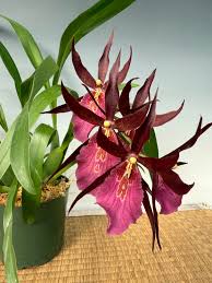 Image result for Microglossa densiflora