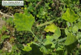 Image result for Chenopodium opulifolium