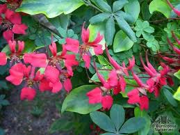 More images for tropaeolum speciosum propagation » Tropaeolum From Burncoose Nurseries