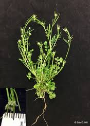 Weeds small purple flowers in grass. Spring Blooming Lawn And Garden Weeds A Focus On Winter Annual Identification And Management Gardening In Michigan