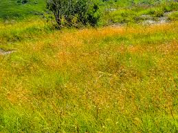 Image result for Monocymbium