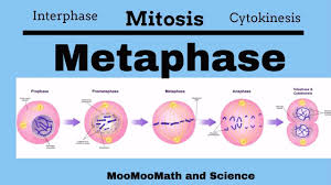 Click card to see definition 👆. Metaphase Mitotic Stages Youtube