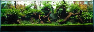 If you want to aquascape your planted tank without getting your hands wet, you should choose aquascaping tools that are longer than the height of water column of your aquarium. Aquarium Design Group