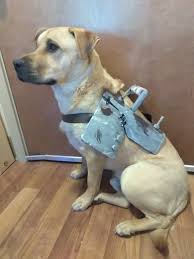 Eiro As Dogmeat The Best Follower Album On Imgur An improvised metal armor for canines. imgur