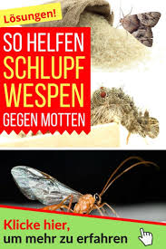 So Helfen Schlupfwespen Gegen Motten E Mailing