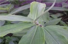 Image result for Costus afer