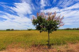 The pests and problems common to the plant group are minimal and usually easy to surmount. Transplanting A Crepe Myrtle Tree Tips For Moving Crepe Myrtles In The Landscape