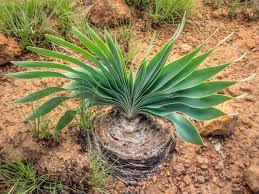 Image result for Boophone