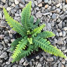 Image result for Blechnum punctulatum