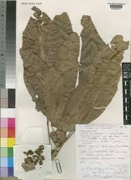 Image result for Magnistipula sapinii