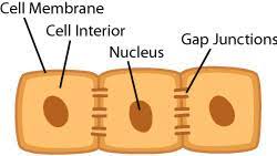 Epithelial cells, found at various body sites (where they line the surfaces and cavities of body diagram showing cell junctions in epithelial cells. Epithelial Cells Ask A Biologist