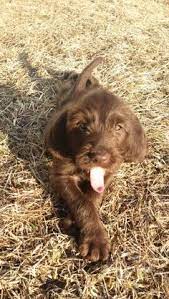 92 Puppies To Try Ideas In 2021 Puppies Cute Dogs Cute Animals