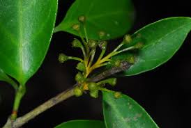 Image result for Canthium inerme