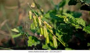 Image result for Crotalaria verrucosa