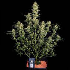 It's actually a drip down system which is similar to hydroponic growing. Autoflowering Cannabis Faq 7 Must Know Facts Sensi Seeds Sensi Seeds