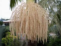 We did not find results for: Flowering Palm Tree Youtube