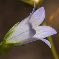 Image result for Wahlenbergia androsacea