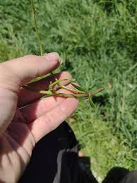 Image result for Dopatrium dortmanna