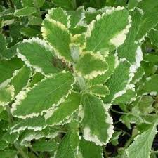 Menthe Suaveolens A Feuilles Panachees Menthe Jardinage Et Herbe