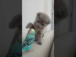 Anne British Shorthair Baba Scottish Fold Su Yun Muhabbet Kusu Lena Ile Tanismasi Youtube 2020 Scottish Fold Muhabbet Kuslari Komik Kediler