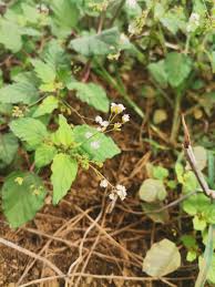 Image result for Boerhavia erecta