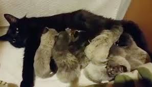 Oriental cats are highly active and busy cats. 7 Kittens Born With Fever Coat Their True Colors Begin To Show As They Grow Love Meow