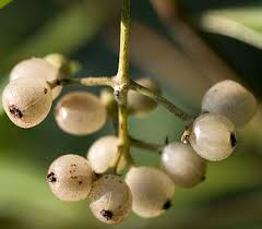 Image result for Psychotria auxopoda