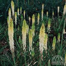 Image result for Kniphofia princeae