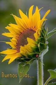 Imagenes De Los Buenos Dias Para Mi Amor Para Descargar Sunflower Pictures Sunflower Garden Flower Painting