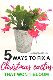 Each flower will remain open for at least six days, and the plant should continue to bloom for. Pin By Joann Ross On Foliage Christmas Cactus Plant Christmas Cactus Care Christmas Cactus