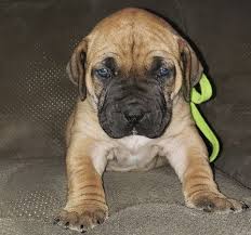 Lancaster puppies has your south african boerboels! Boerboel For Sale In Virginia 5 Petzlover