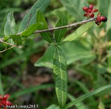 Image result for Ochna pretoriensis