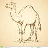 Did you scroll all this way to get facts about camel drawings? 1