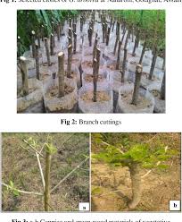 Image result for Grewia arborea