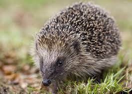 Wild Hedgehog Pet Birds Hedgehog British Wildlife