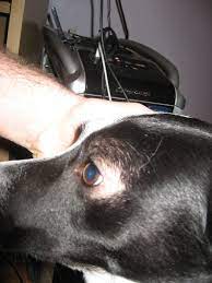 I had to treat the sheep, the goats and dogs. Hair Loss Around Dog S Eyes Puppy Forum And Dog Forums