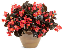 Image result for Begonia iucunda