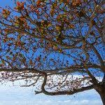 Image result for Ochna pulchra