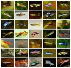 Blonde french blue star endler. 15 Type Of Endlers Ideas Guppy Fish Guppy Aquarium Fish