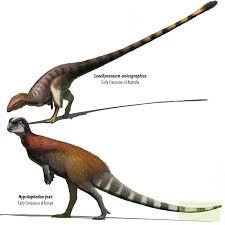 Image result for Hypselodelphys