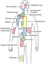 Lymphatic System Wikipedia