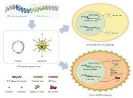 Overall specific but not sensitive marker. Alpha Fetoprotein Targeted Reporter Gene Expression Imaging In Hepatocellular Carcinoma