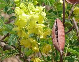 Image result for Caesalpinia decapetala