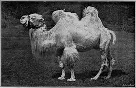 How to take care of your suit. Life At The Zoo By C J Cornish A Project Gutenberg Ebook