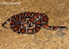 Black and white checkered underbelly. Milksnake State Of Tennessee Wildlife Resources Agency