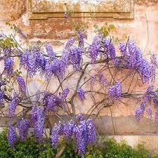 It is, however, not invasive like its asian cousins. Amethyst Falls Wisteria Vine Plantingtree