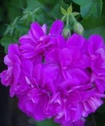 Image result for Geranium vagans