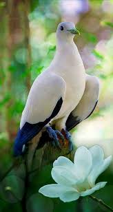 Anes On Twitter In 2020 Beautiful Birds Animals Beautiful Nature Birds