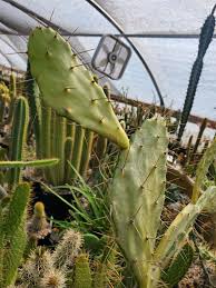 Image result for Opuntia monacantha
