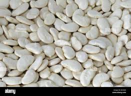 Image result for Phaseolus lunatus